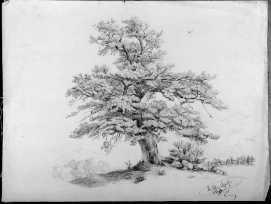 1880 - Drawing of a Tree