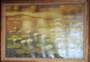 Water Lily Pond